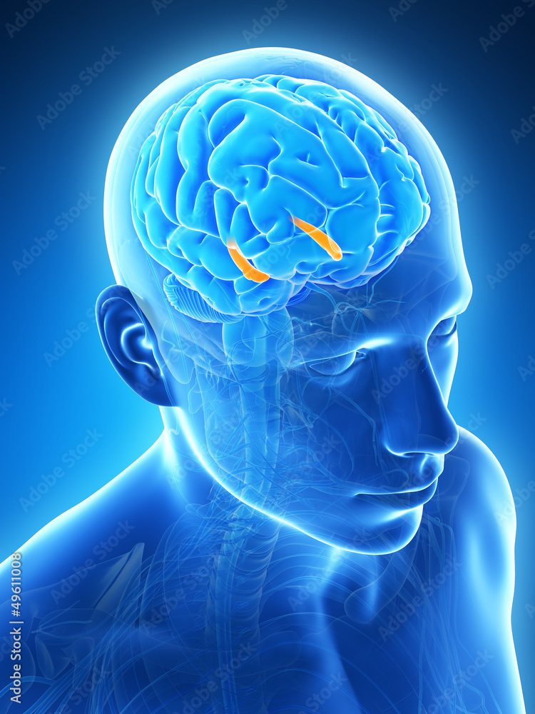Obraz premium 3d rendered illustration - hippocampus