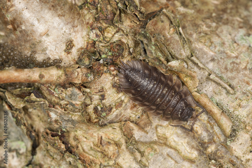 Woodlouse on oak, macro photo with high magnification Woodlouse on oak, macro photo with high magnification