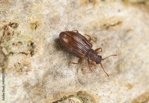 Stephostethus lardarius, a Scavenger beetle, on wood © Henrik Larsson