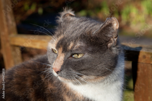 Foto Feline aural haematoma.