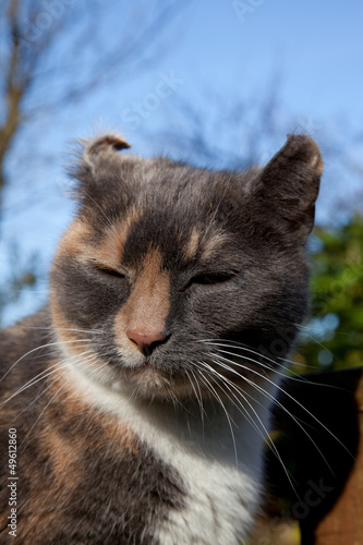 Φωτογραφία Feline aural haematoma.