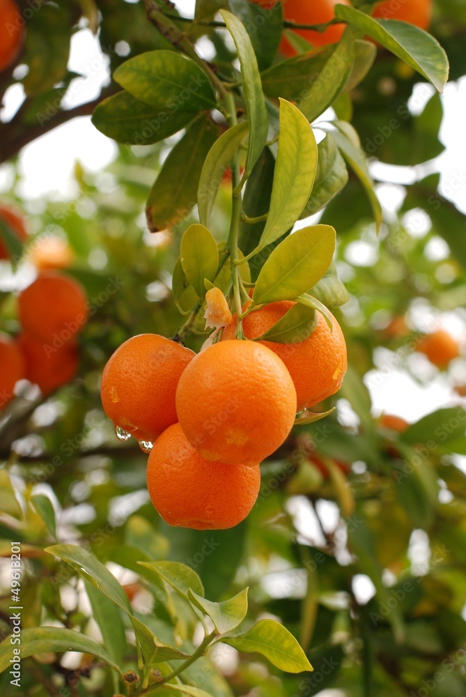 Reife Mandarinen am Baum