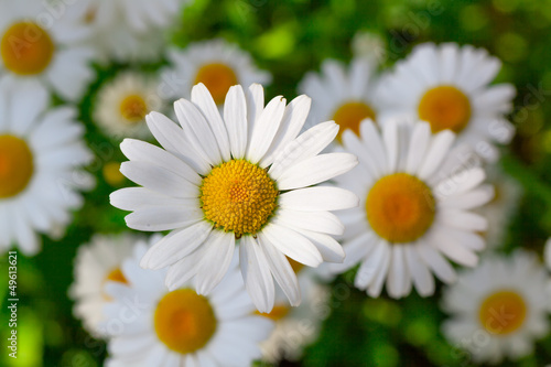 Beautiful chamomile flowers close-up