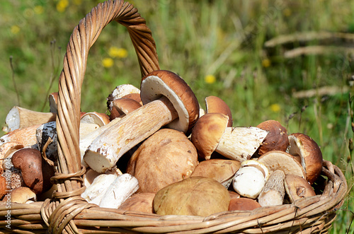 Basket with boletus edulis on grass