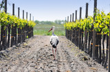 stork walking through the vineyards