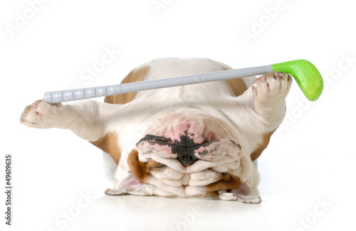 Canvas Print retired dog