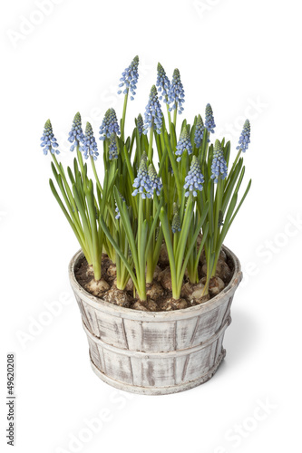 Grape Hyacinth in pot