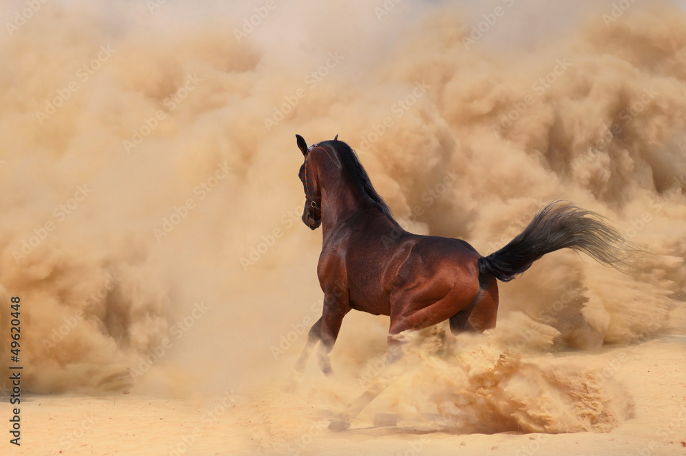 Arabian horse running out of the Desert Storm