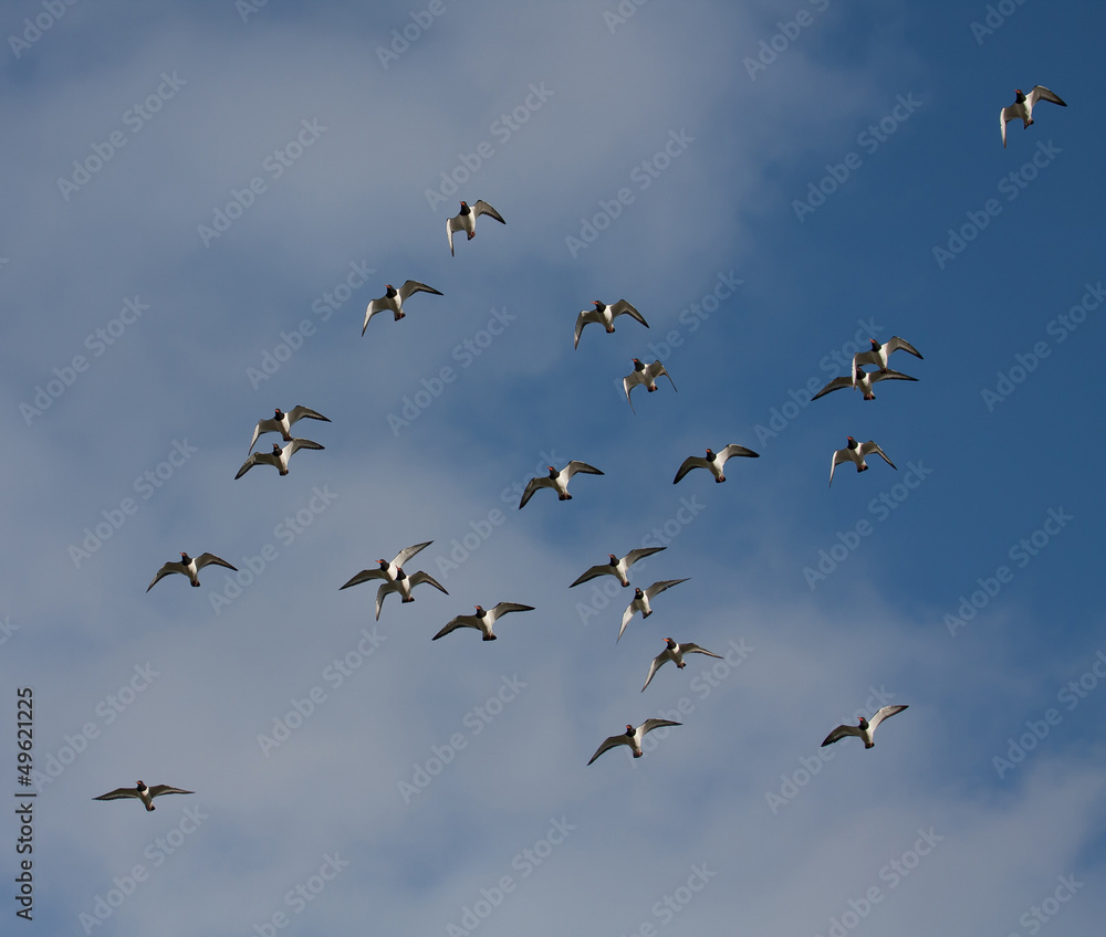 Oystercatchers Oystercatchers