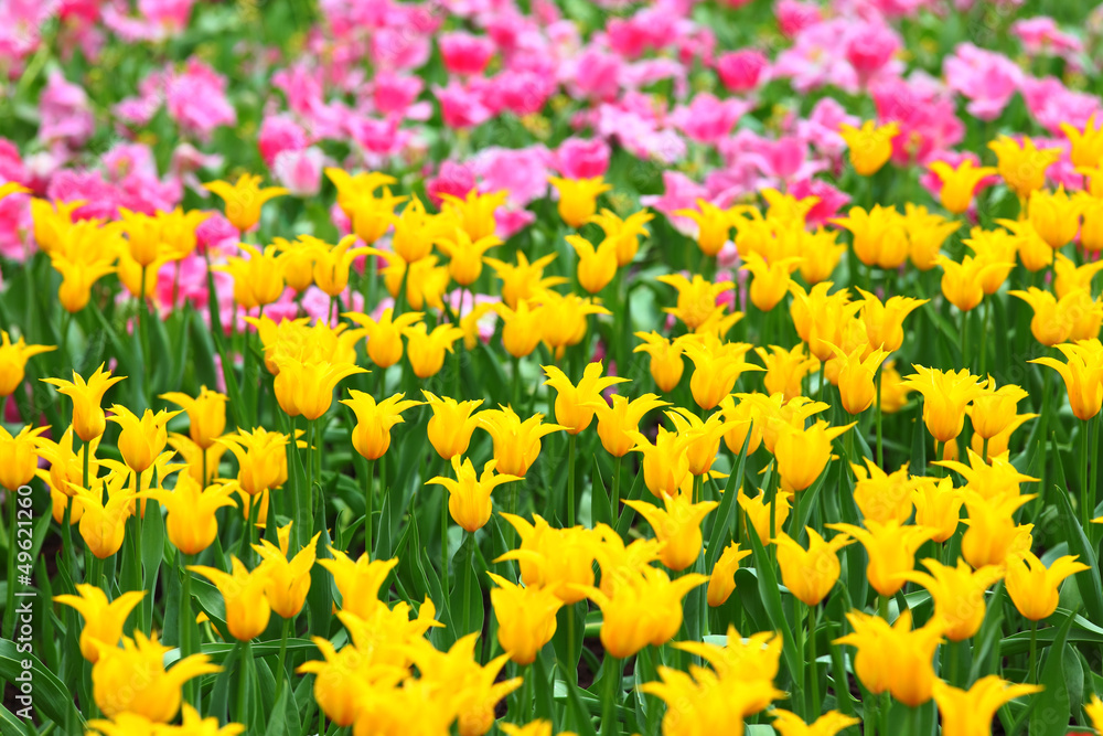Obraz premium tulips flower