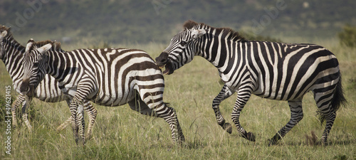 Zebras mordi  ndose