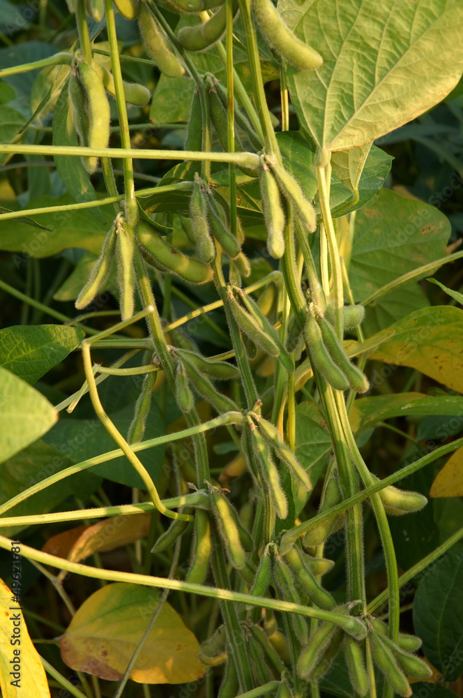 green beans growing on the farm