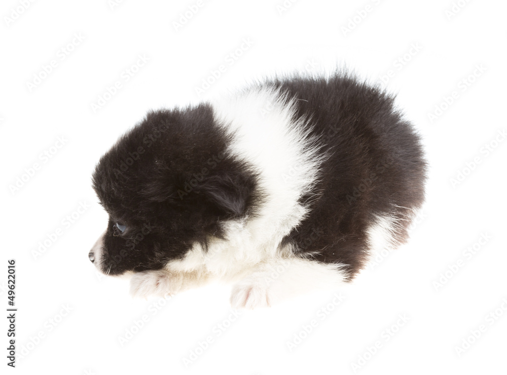 Naklejka premium Portrait of pomeranian spitz