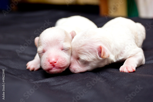 Little dogs on sleeping © hin255
