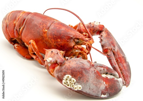 Bogavante cocido