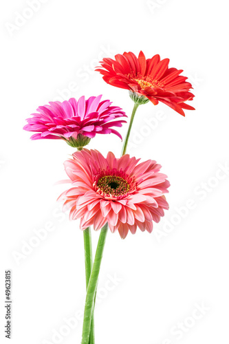 Obraz na płótnie gerbera flowers