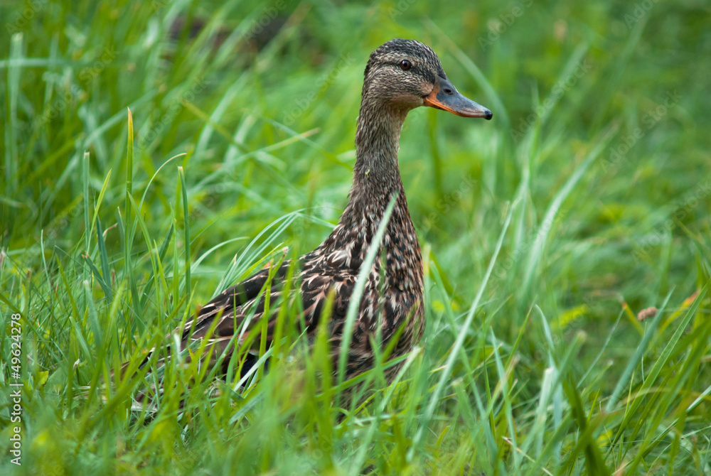 wild duck in the grass wild duck in the grass