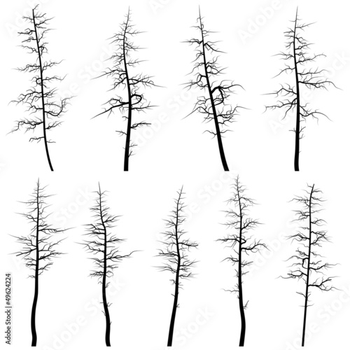 Silhouettes of old trees without leaves (deadwood).