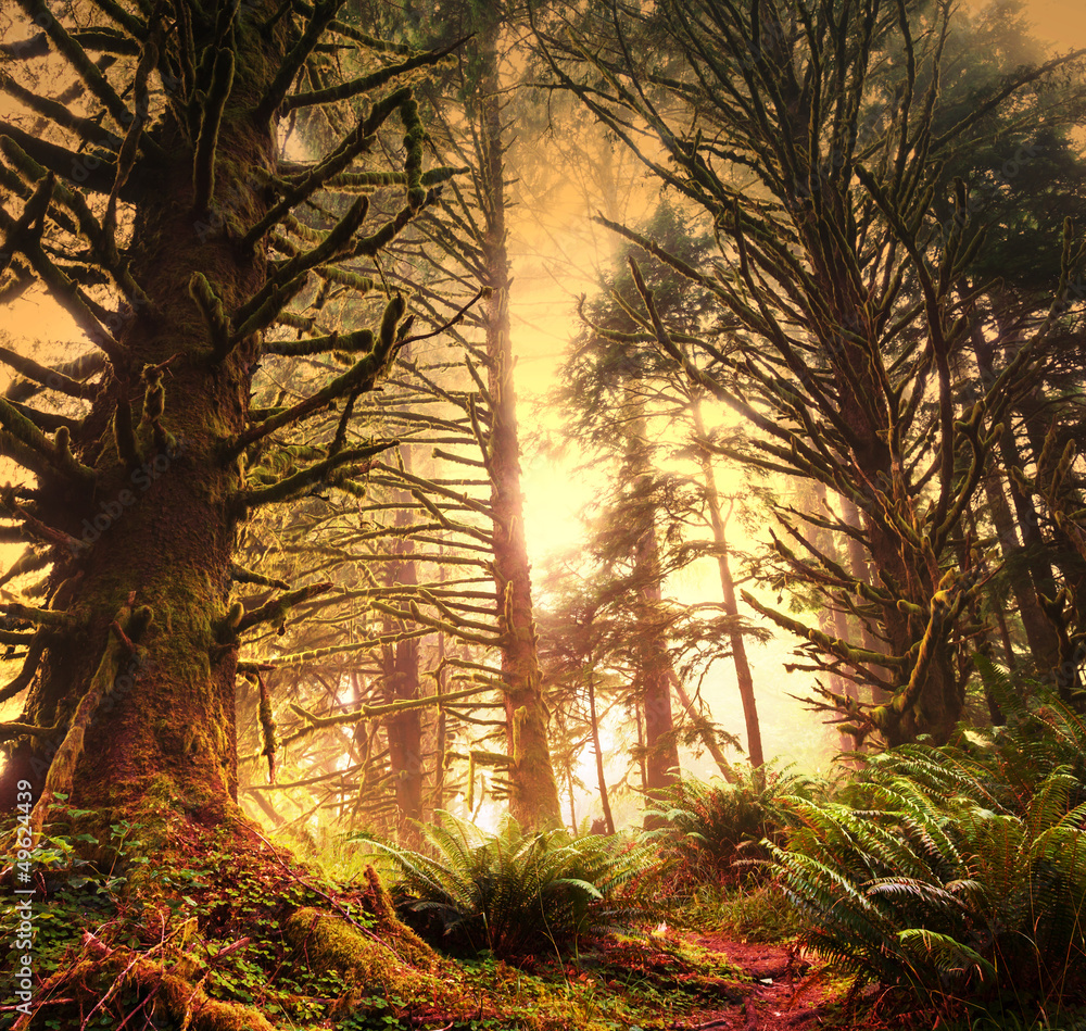 Naklejka premium Rain forest