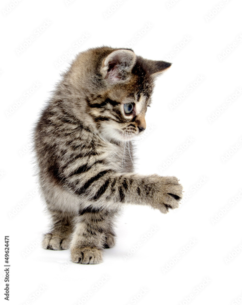 Cute tabby kitten Cute tabby kitten