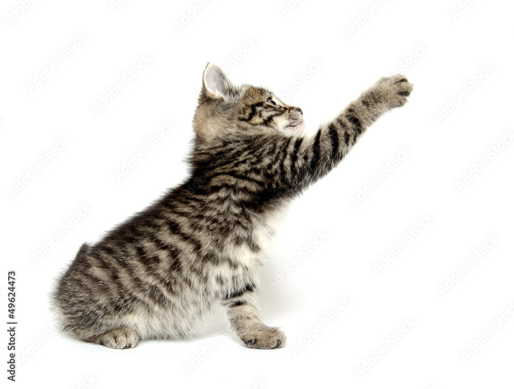 Cute tabby kitten Cute tabby kitten