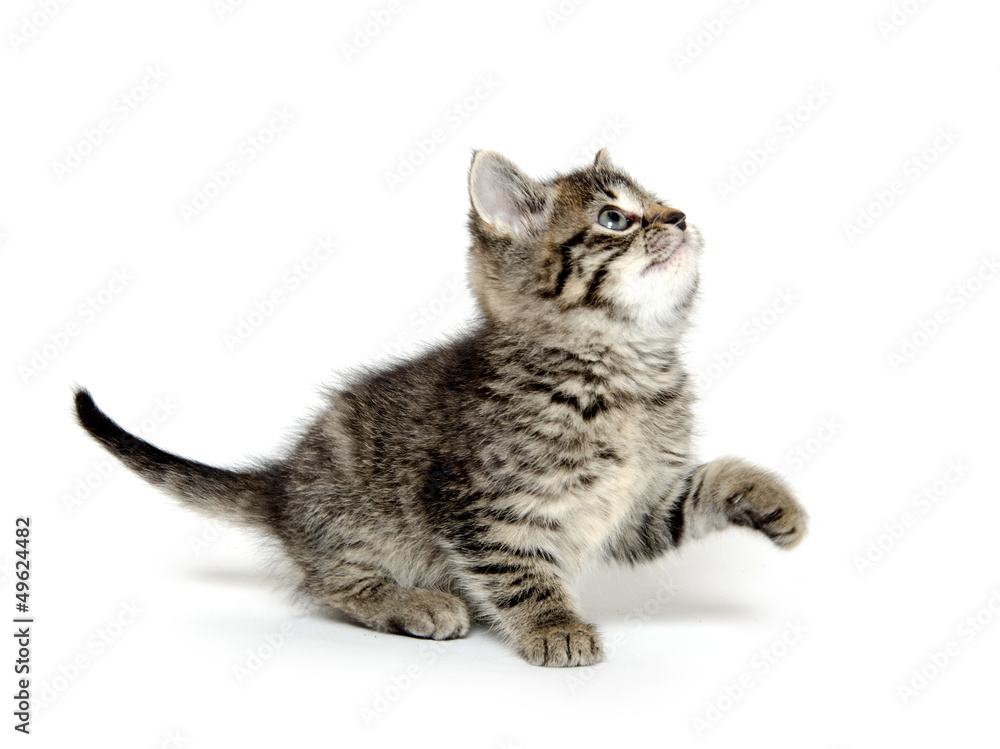 Obraz premium Cute tabby kitten