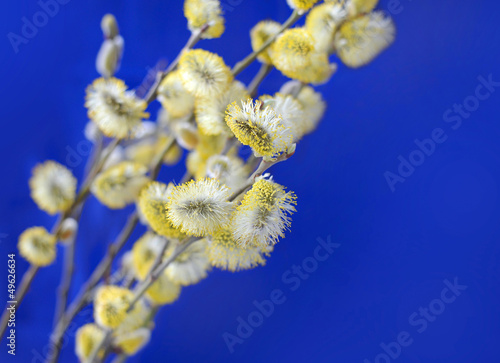 Yellow pussy willow branches on a blue background
