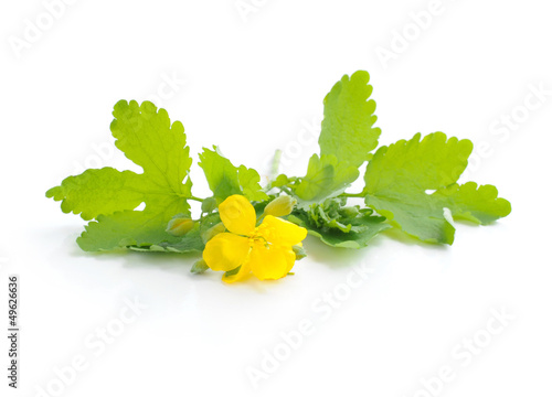 Celandine flower (Chelidonium mahus) isolated on white backgroun photo