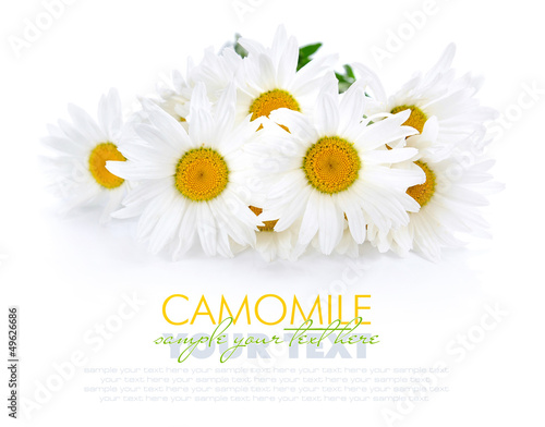 Chamomile flowers on a white background with space for text