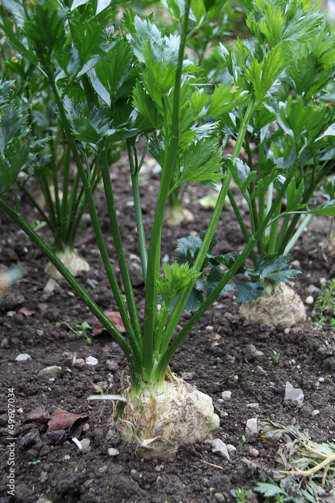 Obraz premium céleri