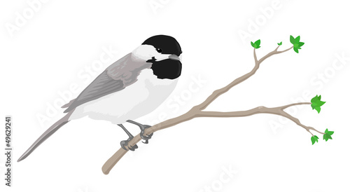 Chickadee