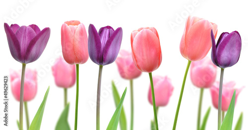 Beautiful flowers of purple and pink tulips