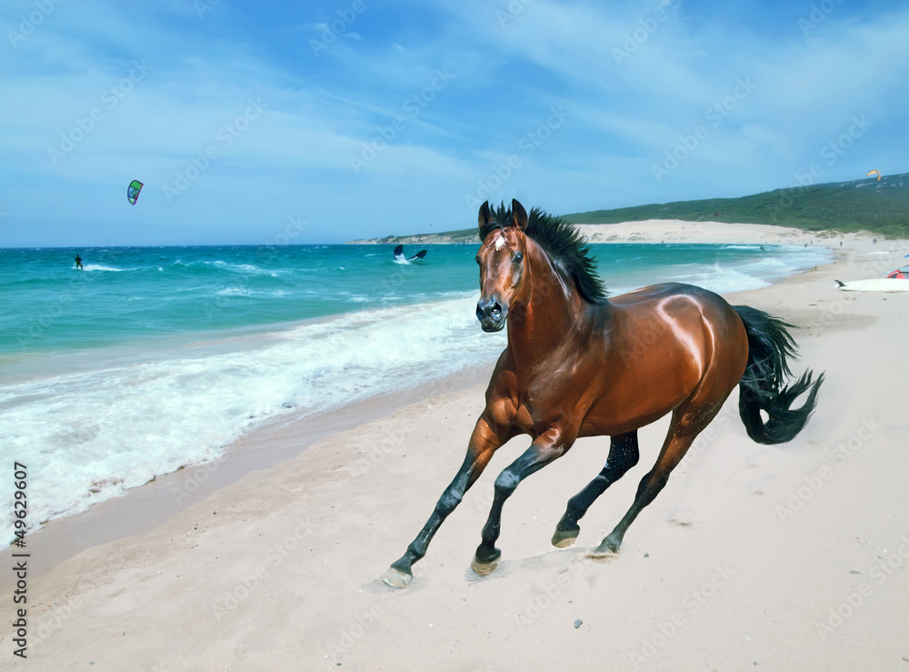 galloping bay sportive german stallion in open manege galloping bay sportive german stallion in open manege