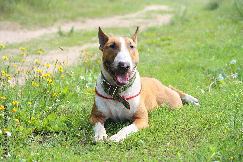 Friendly english bull terrier resting on the ground