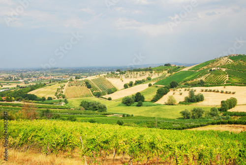 Italy, vineyards near Santarcangelo, Romagna photo