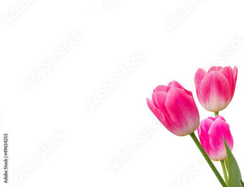 three pink tulip