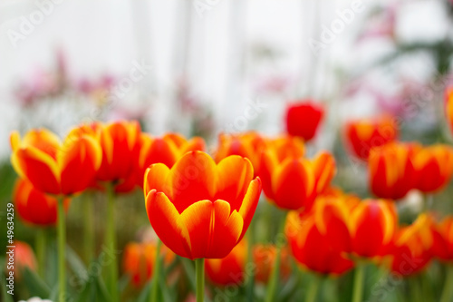 tulips with shallow depth of focus
