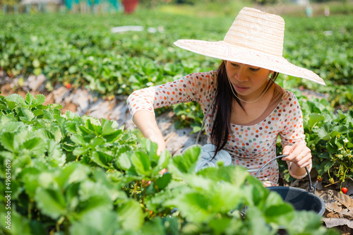 asian girl harvesting strawberry in strawberry farm