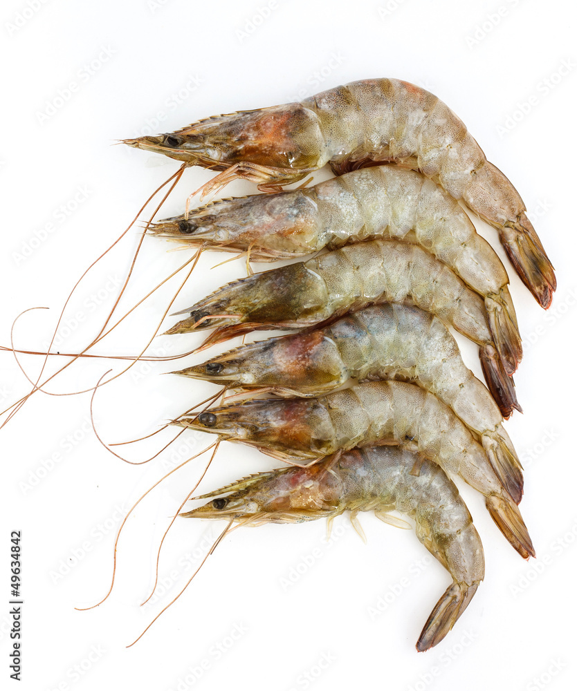 Shrimp Shrimp