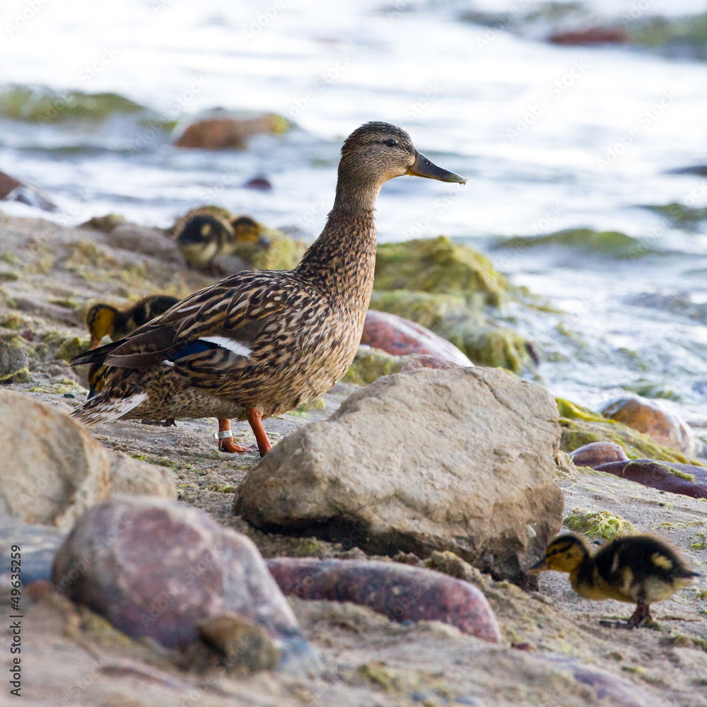Young ducks Young ducks