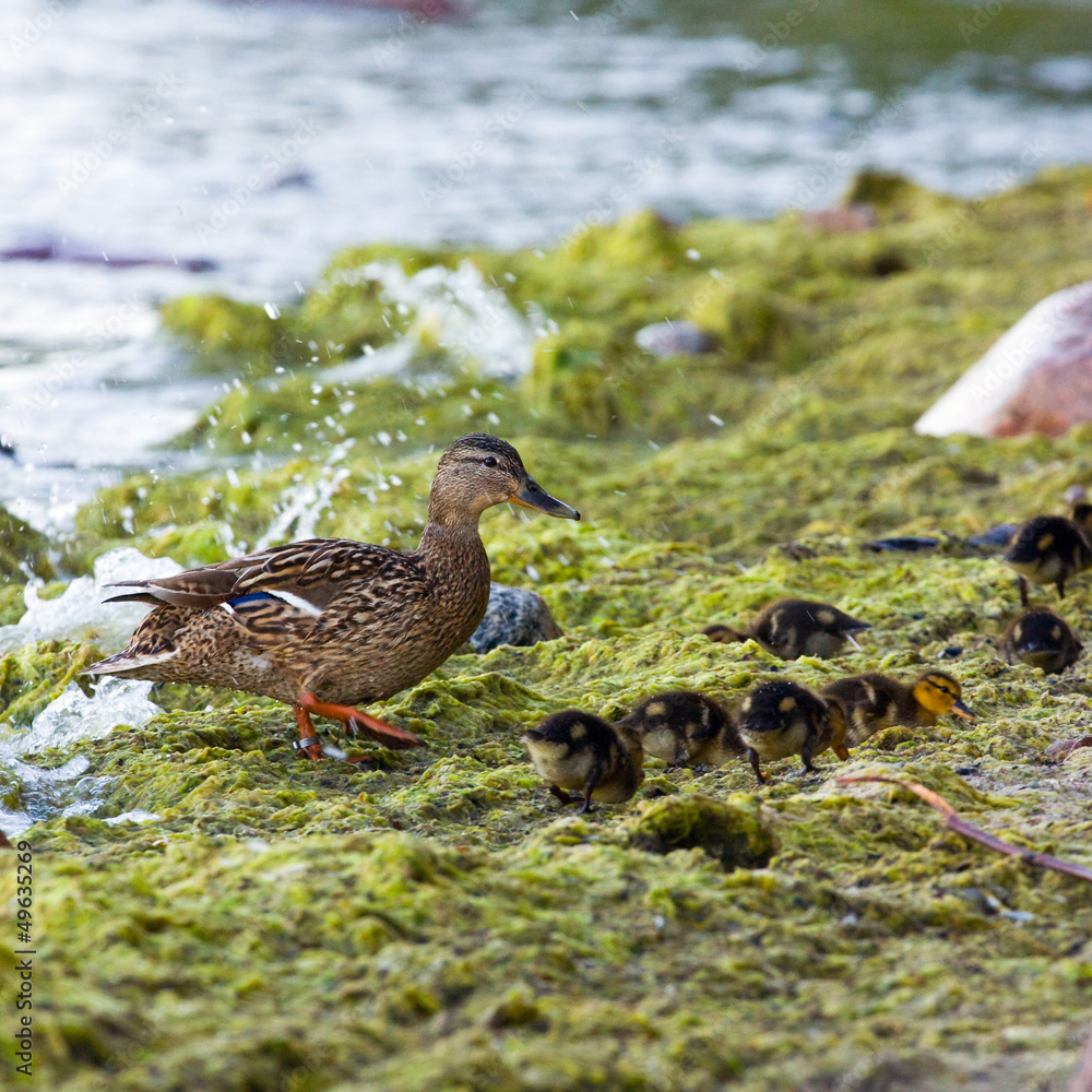 Young ducks