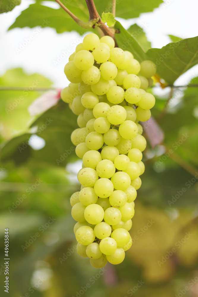 Seedless grapes ripen on the tree