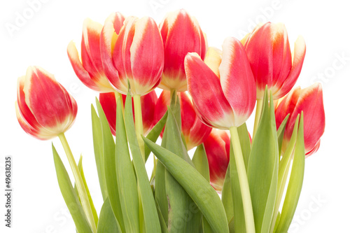 Bunch of tulips