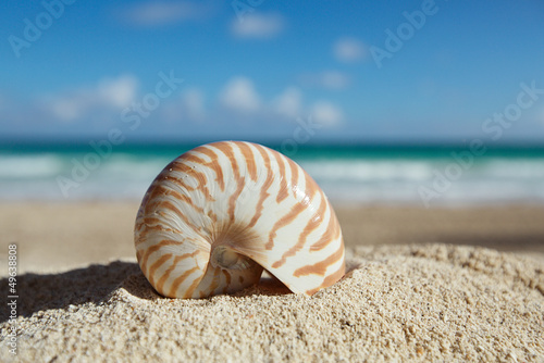 nautilus shell with ocean , beach and seascape, shallow dof