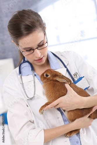 Vet holding pet rabbit patient