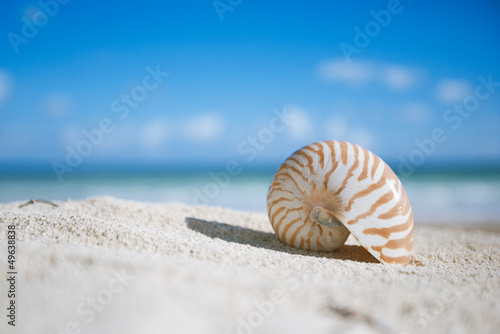 nautilus shell  with ocean , beach and seascape, shallow dof