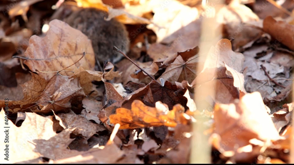 Forest mouse eats nuts found under fallen leaves Forest mouse eats nuts found under fallen leaves