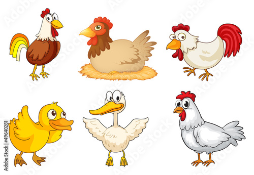 A rooster, hen and duckling