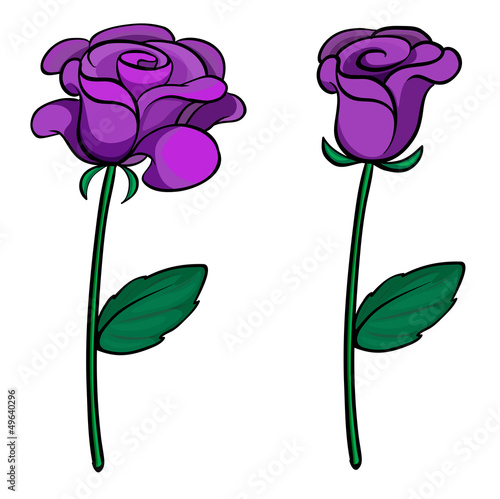Two purple roses