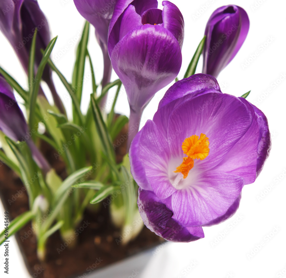 Crocus flower. Spring flowers, on white background. Crocus flower. Spring flowers, on white background.